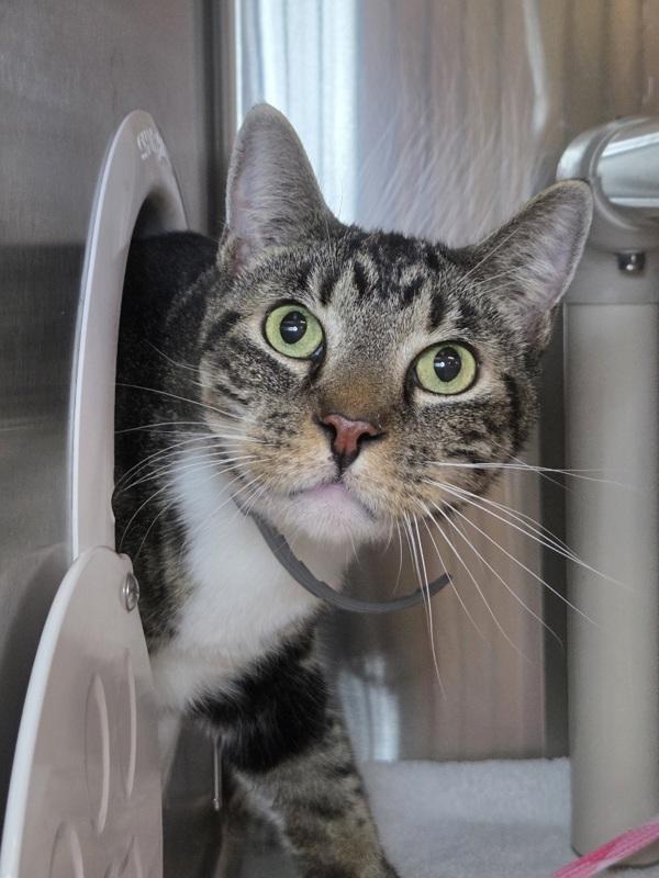 Arlo, Adoptable, Adult Male Domestic Short Hair.