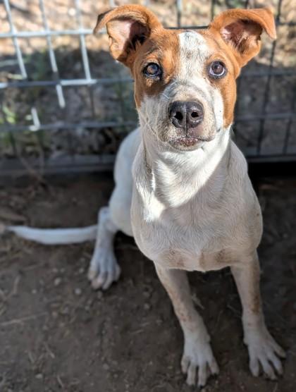 Roxie, Adoptable, Young Female Mixed Breed & Mixed Breed.