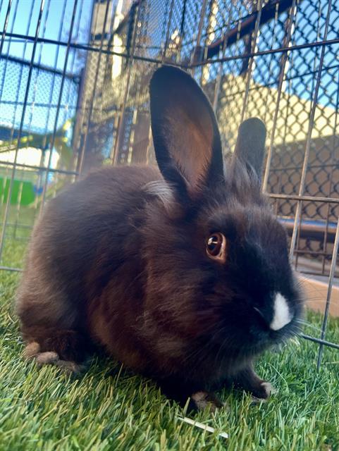 Enlarge DOT, a Adoptable Bunny Rabbit in San Francisco, CA image 1/1