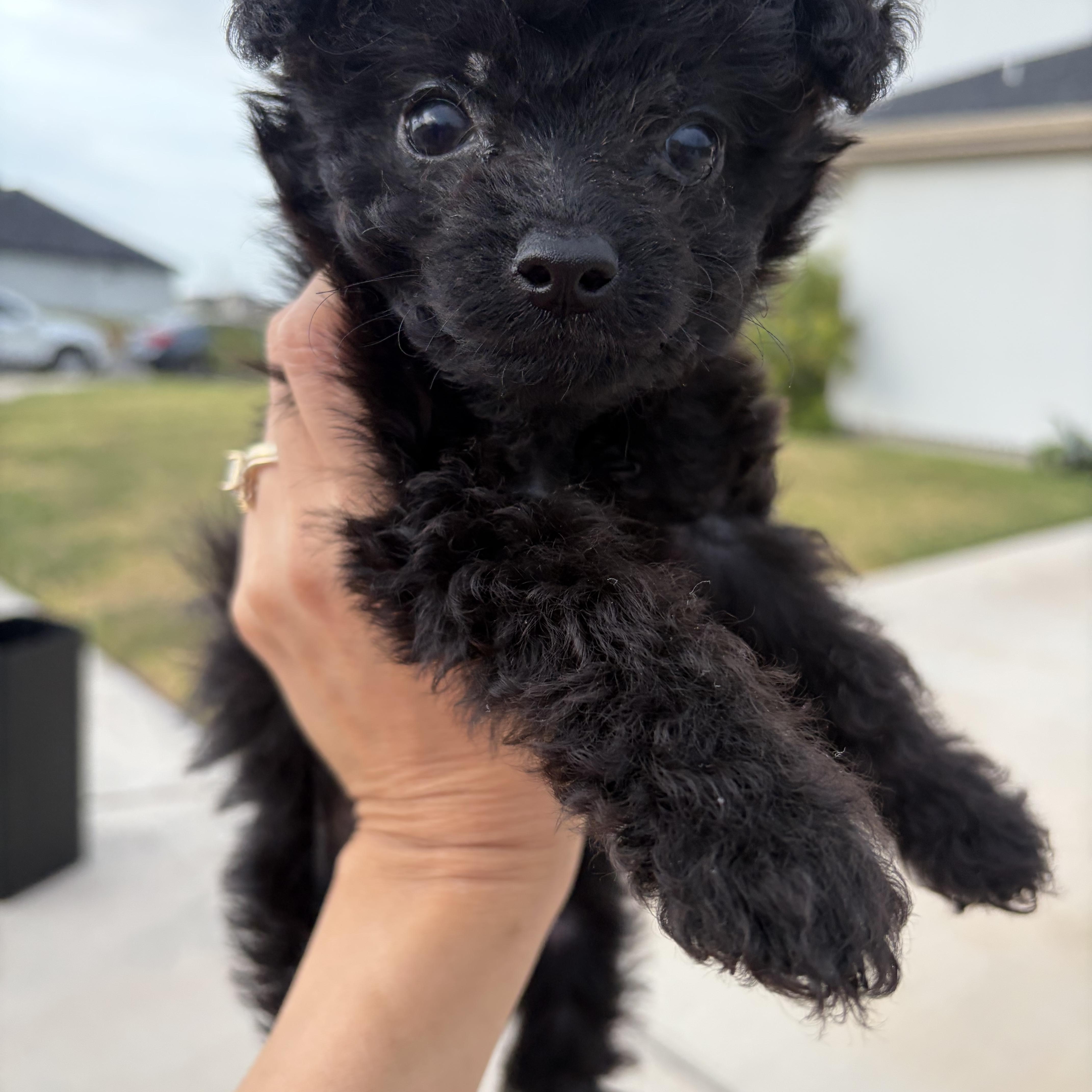 Sprout, an adopted Poodle in Short Hills, NJ image 1/2