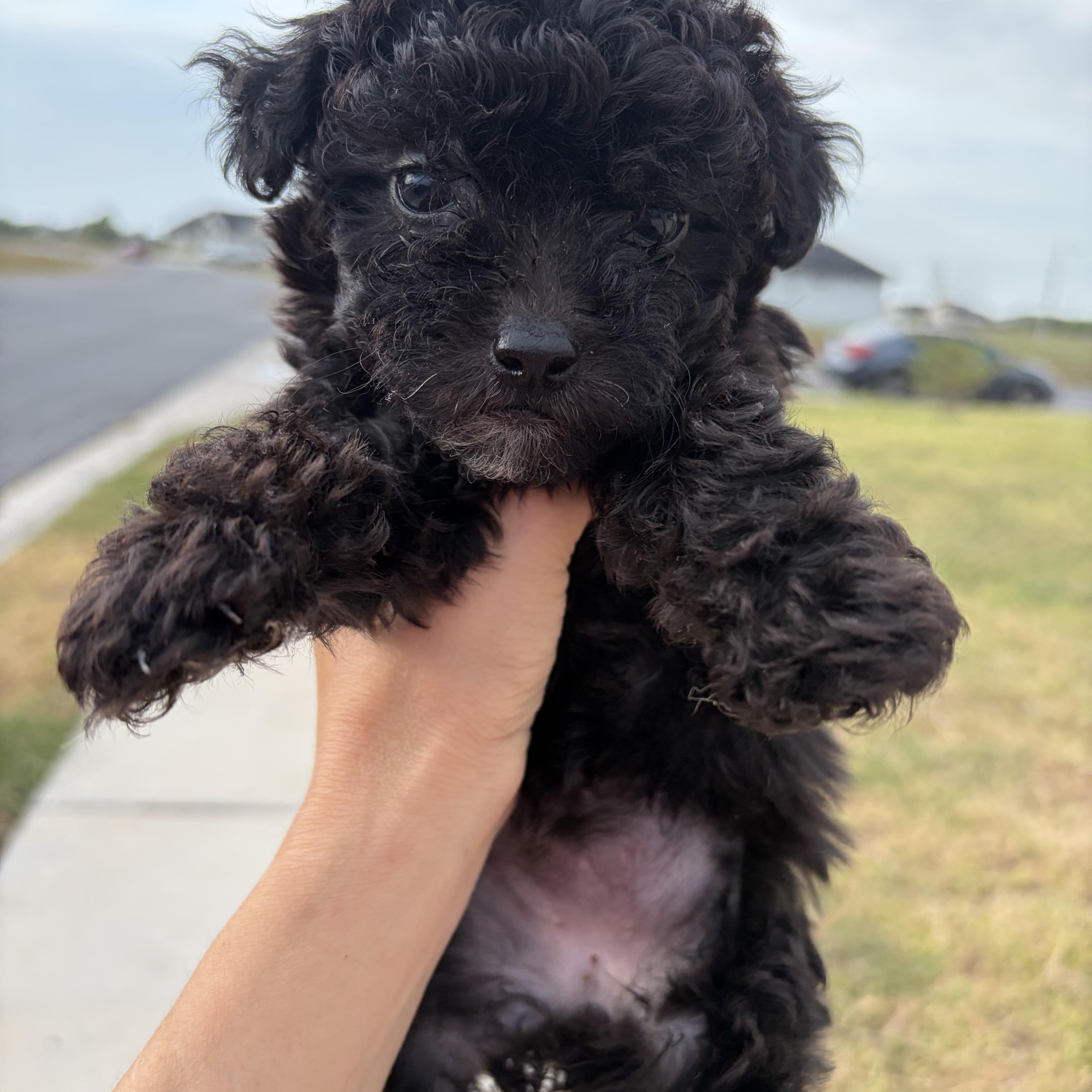 Sprout, an adopted Poodle in Short Hills, NJ image 2/2