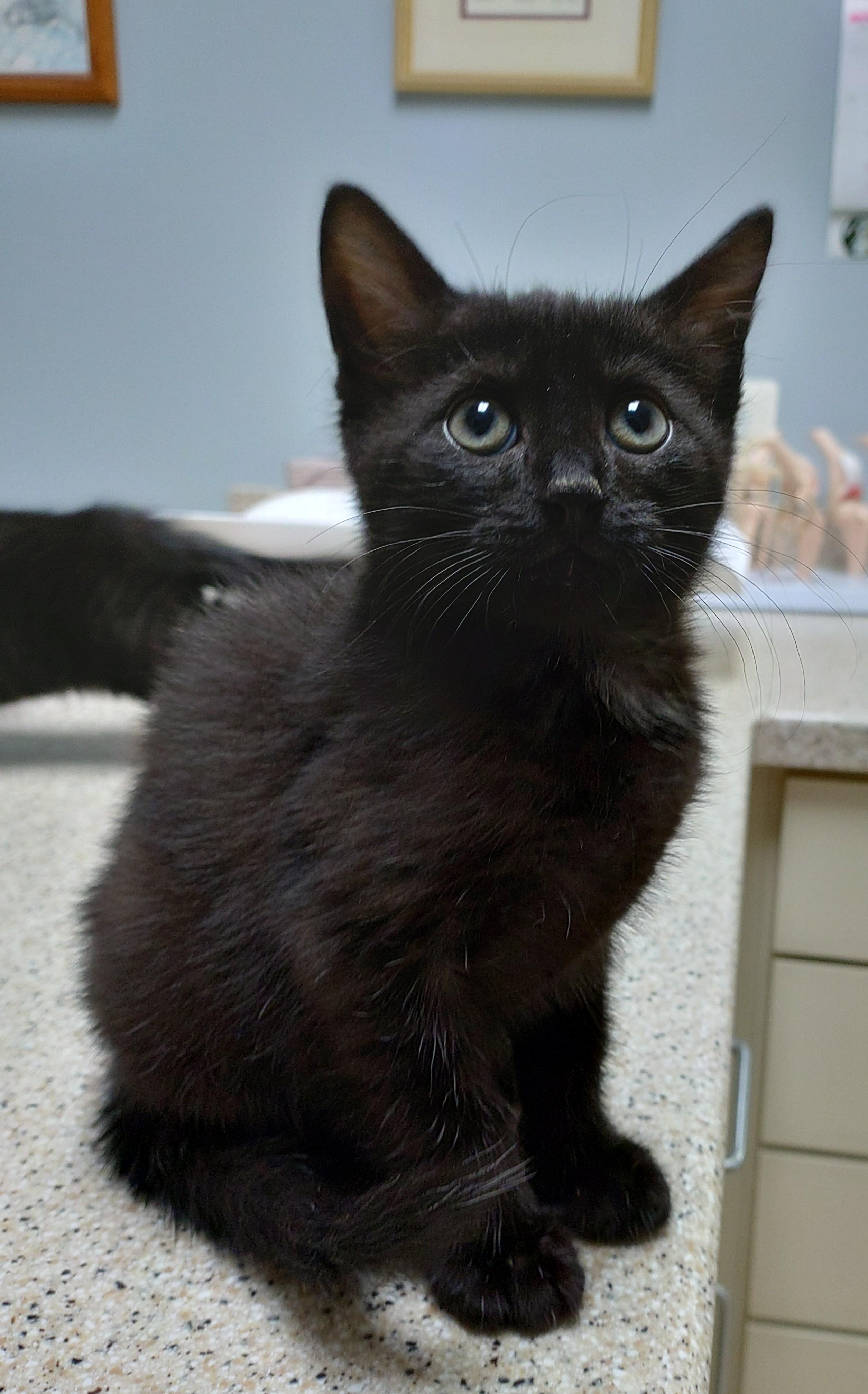Jelly (JB2 Litter), an adopted mixed breed in Baltimore, MD image 2/2