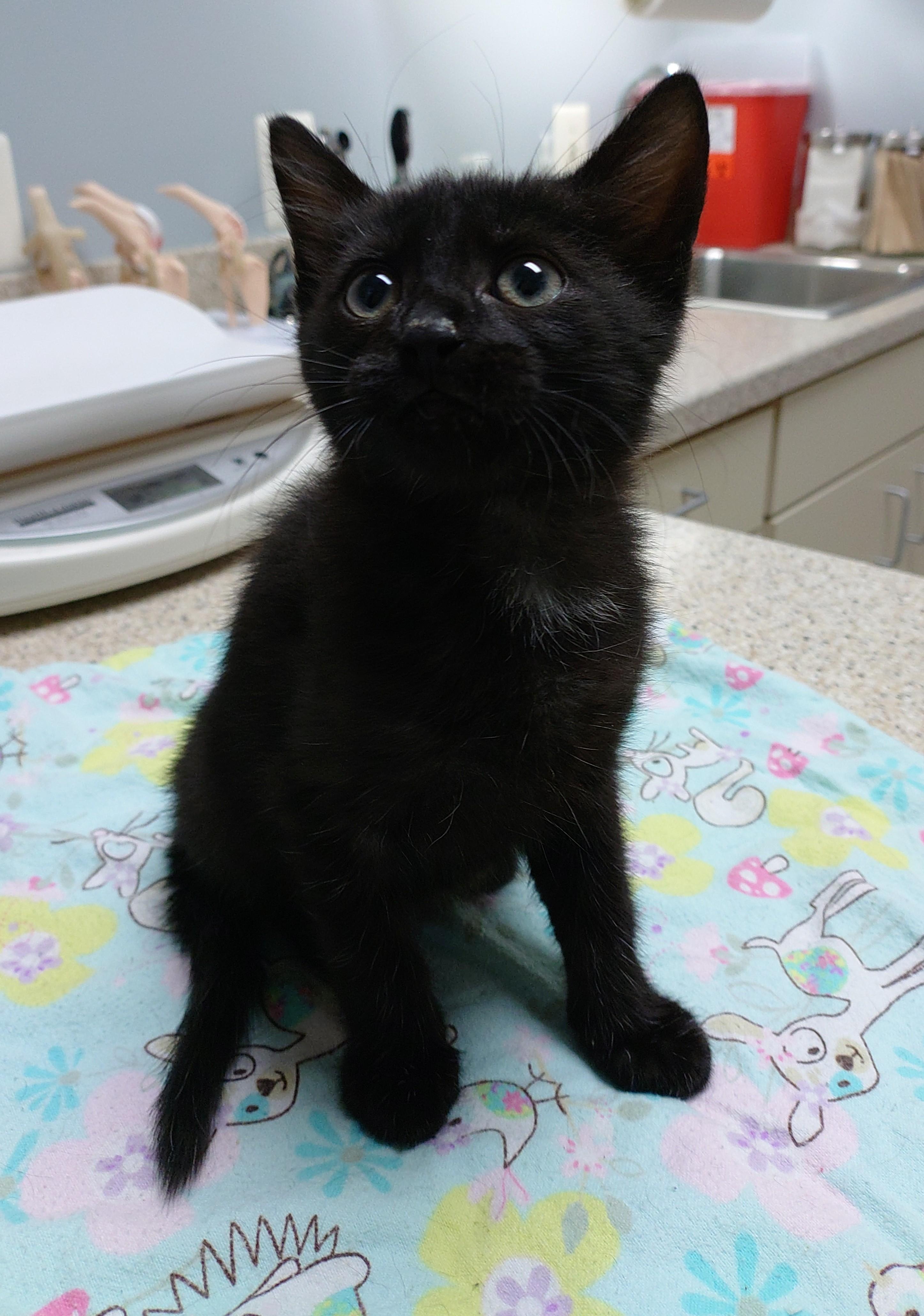 Jelly (JB2 Litter), an adopted mixed breed in Baltimore, MD image 1/2