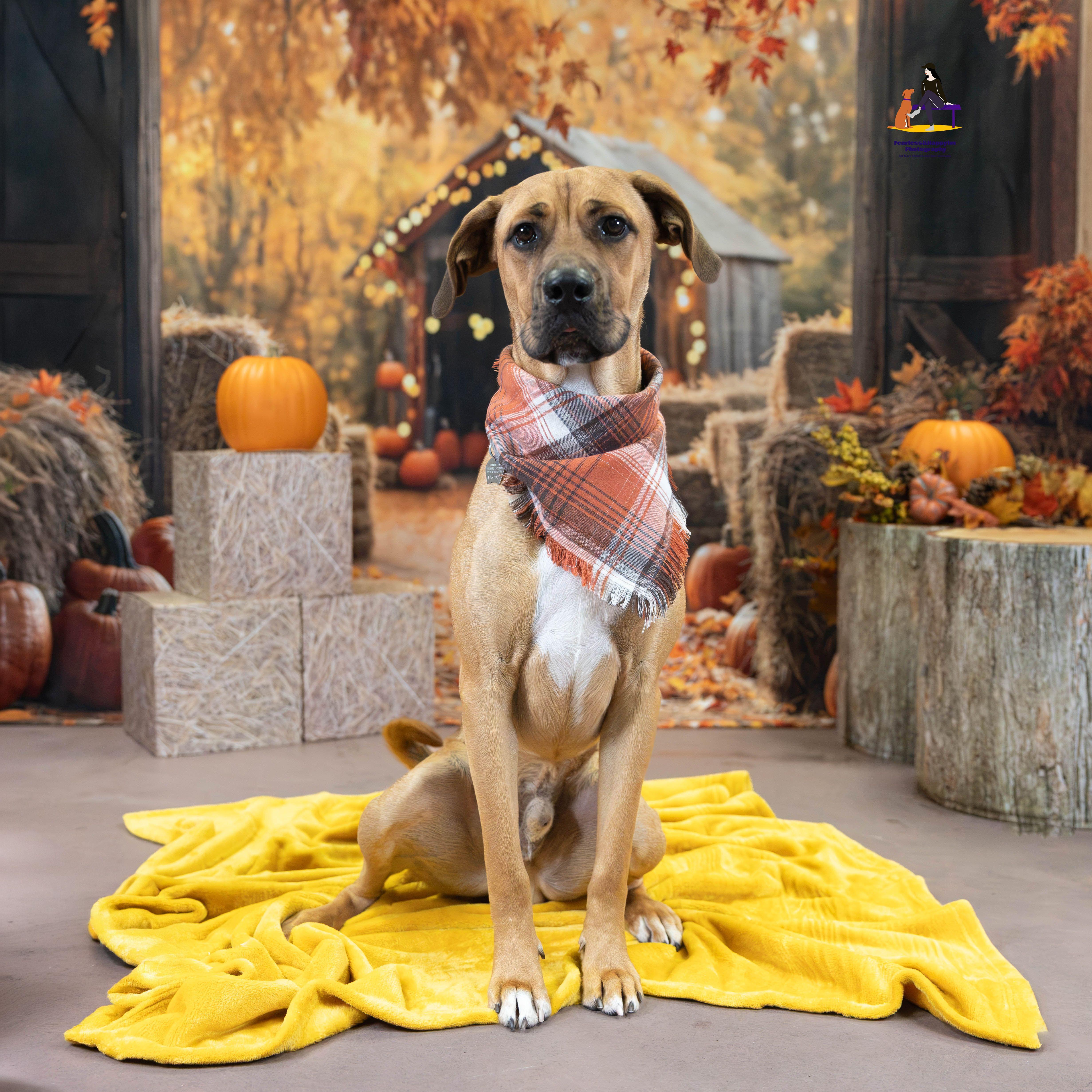 Hopper, Adoptable, Adult Male Rhodesian Ridgeback.