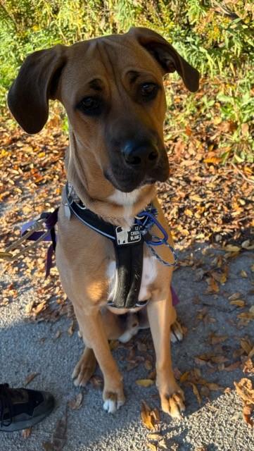 Enlarge Hopper, a Adoptable mixed breed in Hamilton, ON image 2/6
