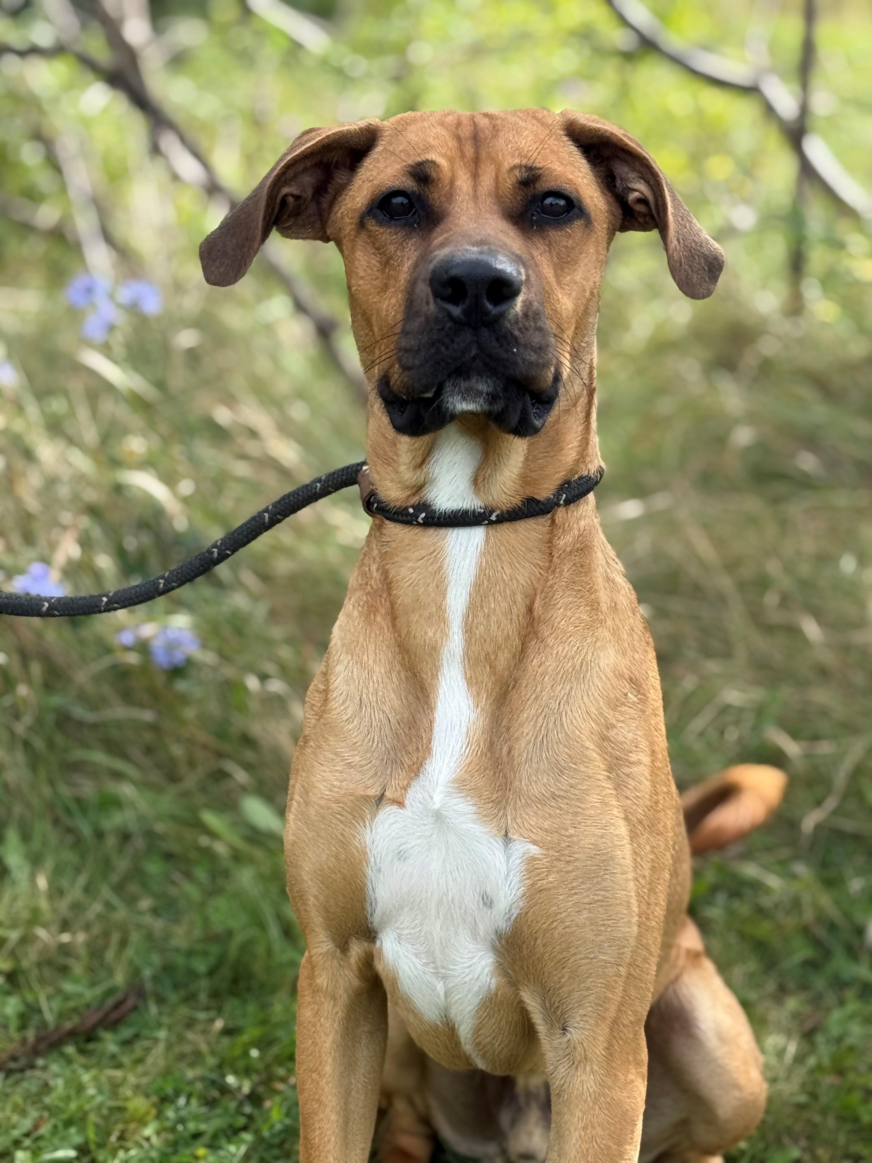 Enlarge Hopper, a Adoptable mixed breed in Hamilton, ON image 2/5