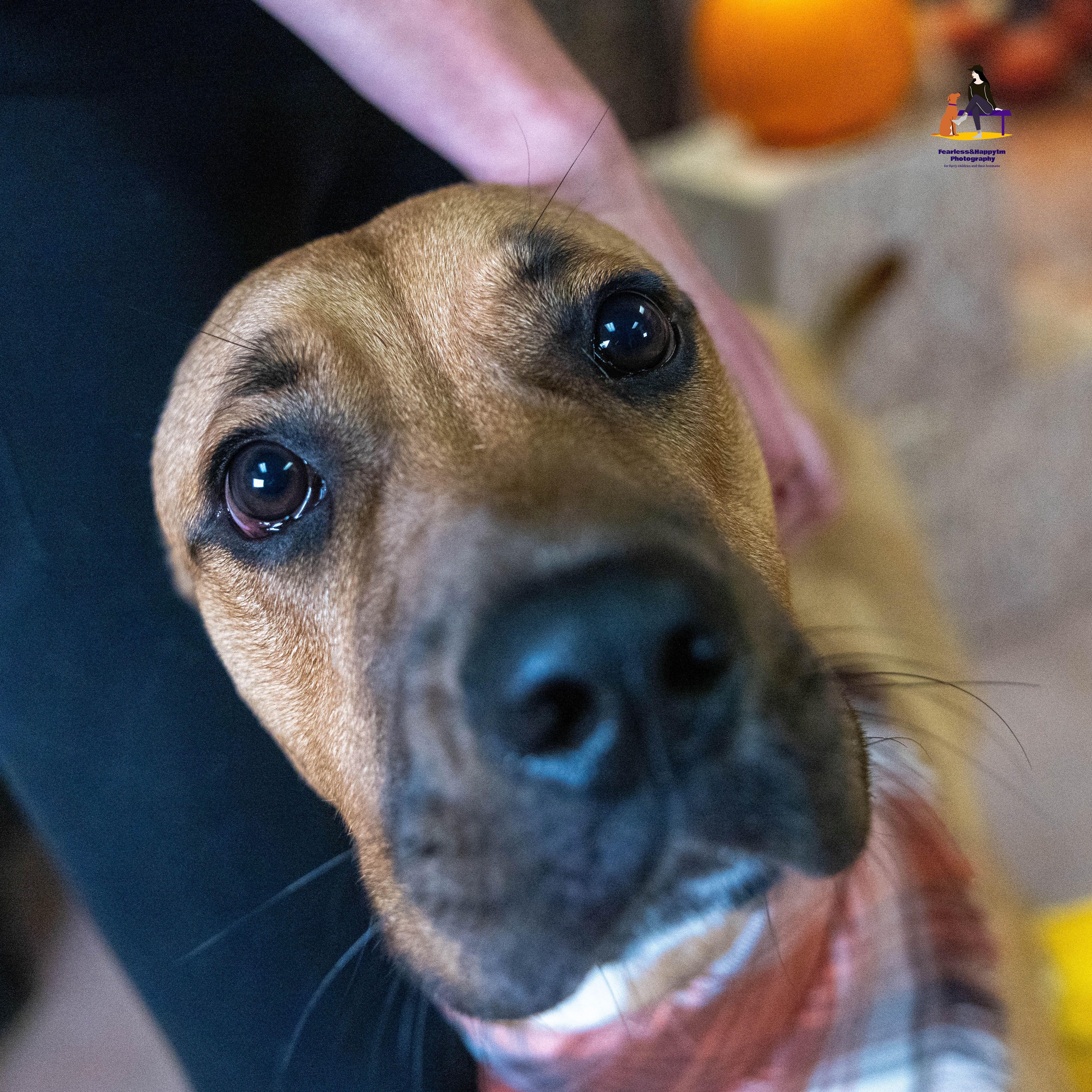 Enlarge Hopper, a Adoptable mixed breed in Hamilton, ON image 5/6