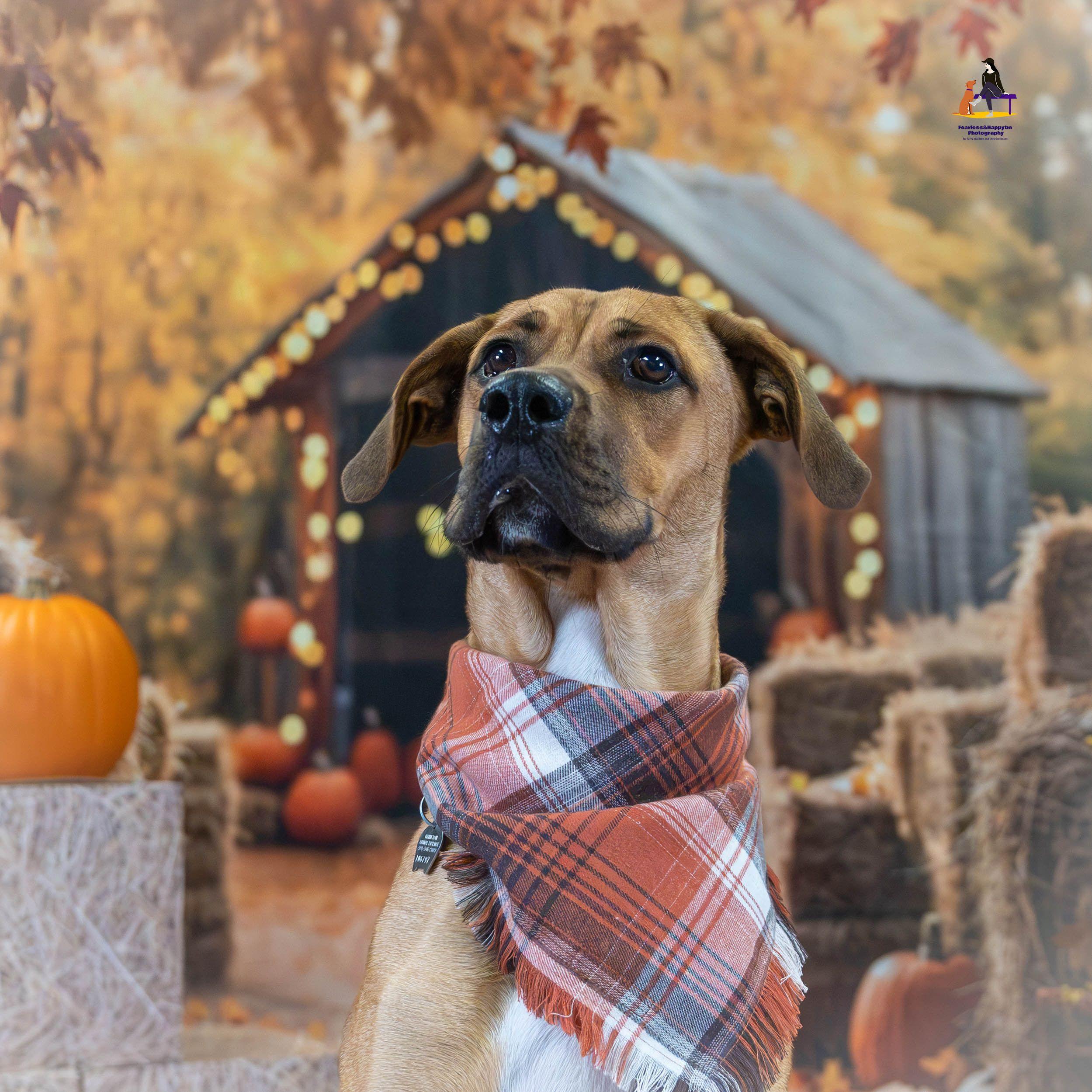 Enlarge Hopper, a Adoptable mixed breed in Hamilton, ON image 4/6