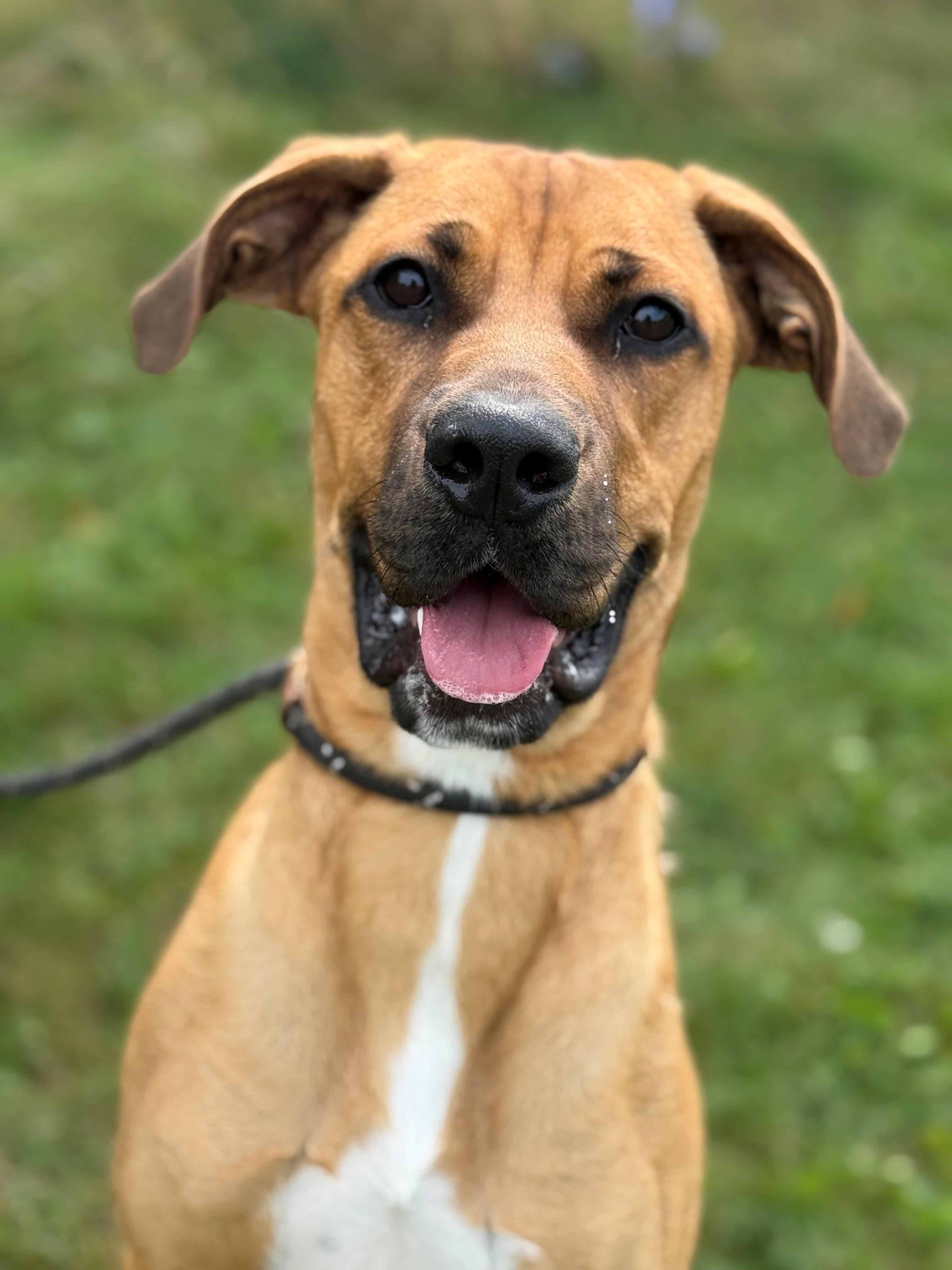 Enlarge Hopper, a Adoptable mixed breed in Hamilton, ON image 5/5