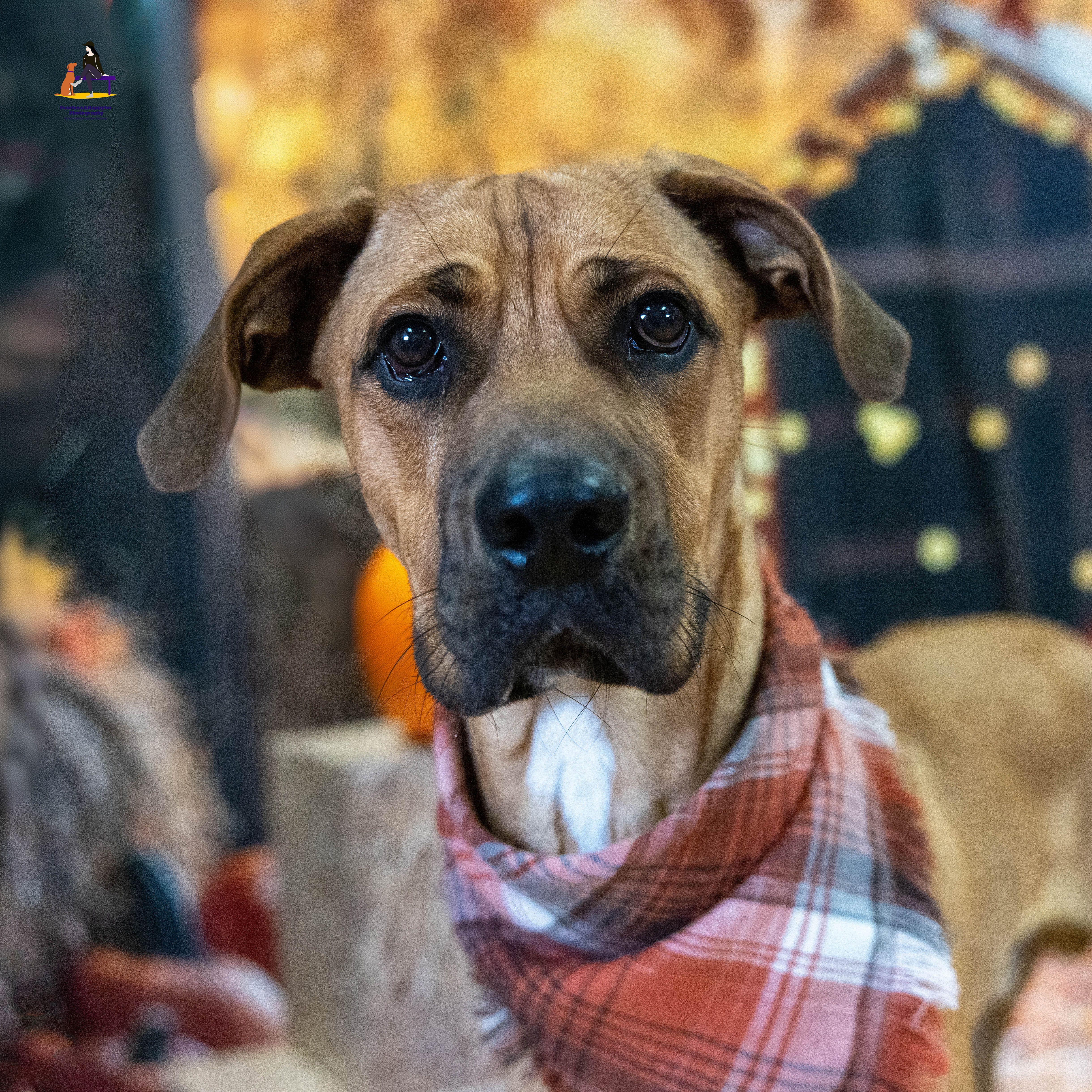 Enlarge Hopper, a Adoptable mixed breed in Hamilton, ON image 6/6