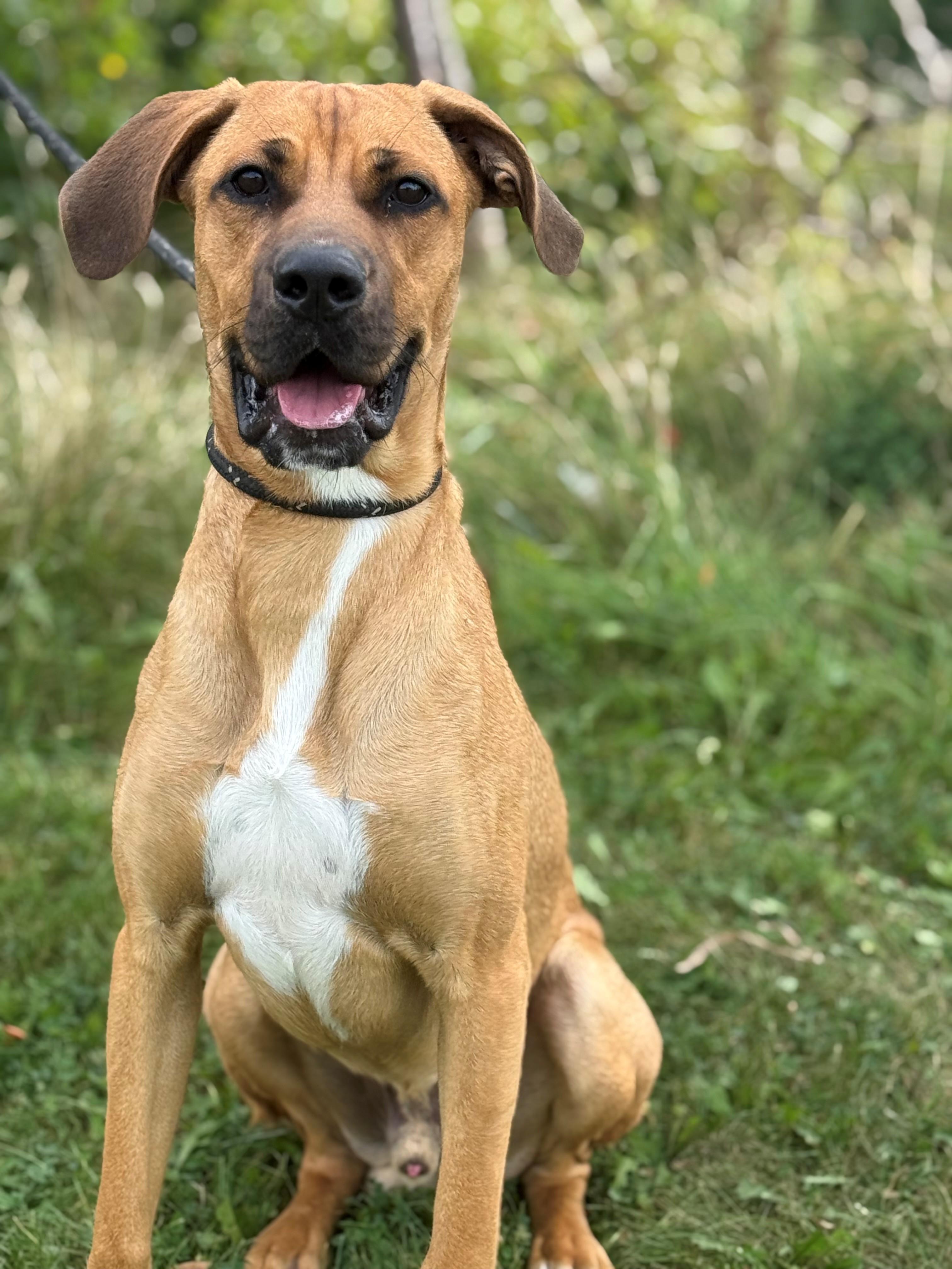 Enlarge Hopper, a Adoptable mixed breed in Hamilton, ON image 4/5