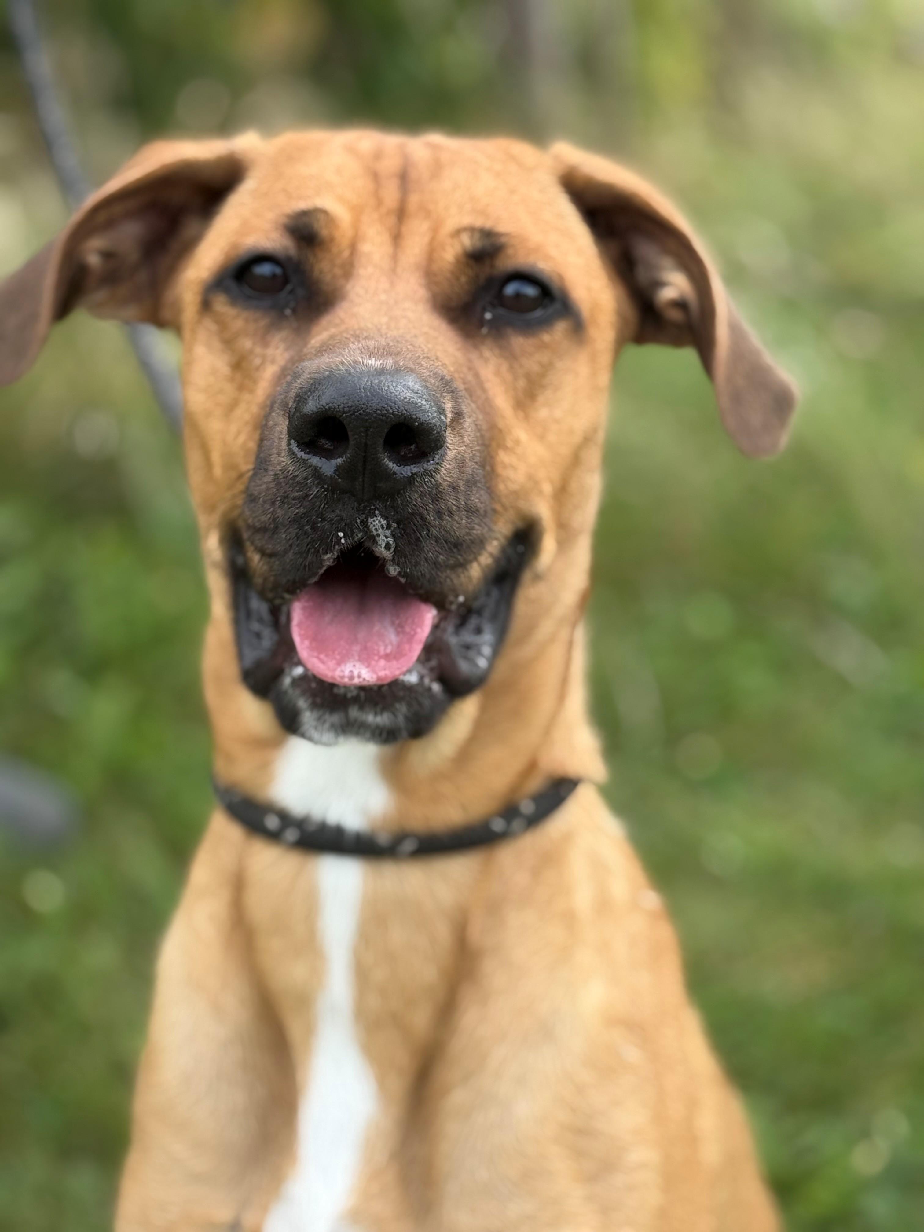 Hopper, Adoptable, Adult Male Rhodesian Ridgeback.