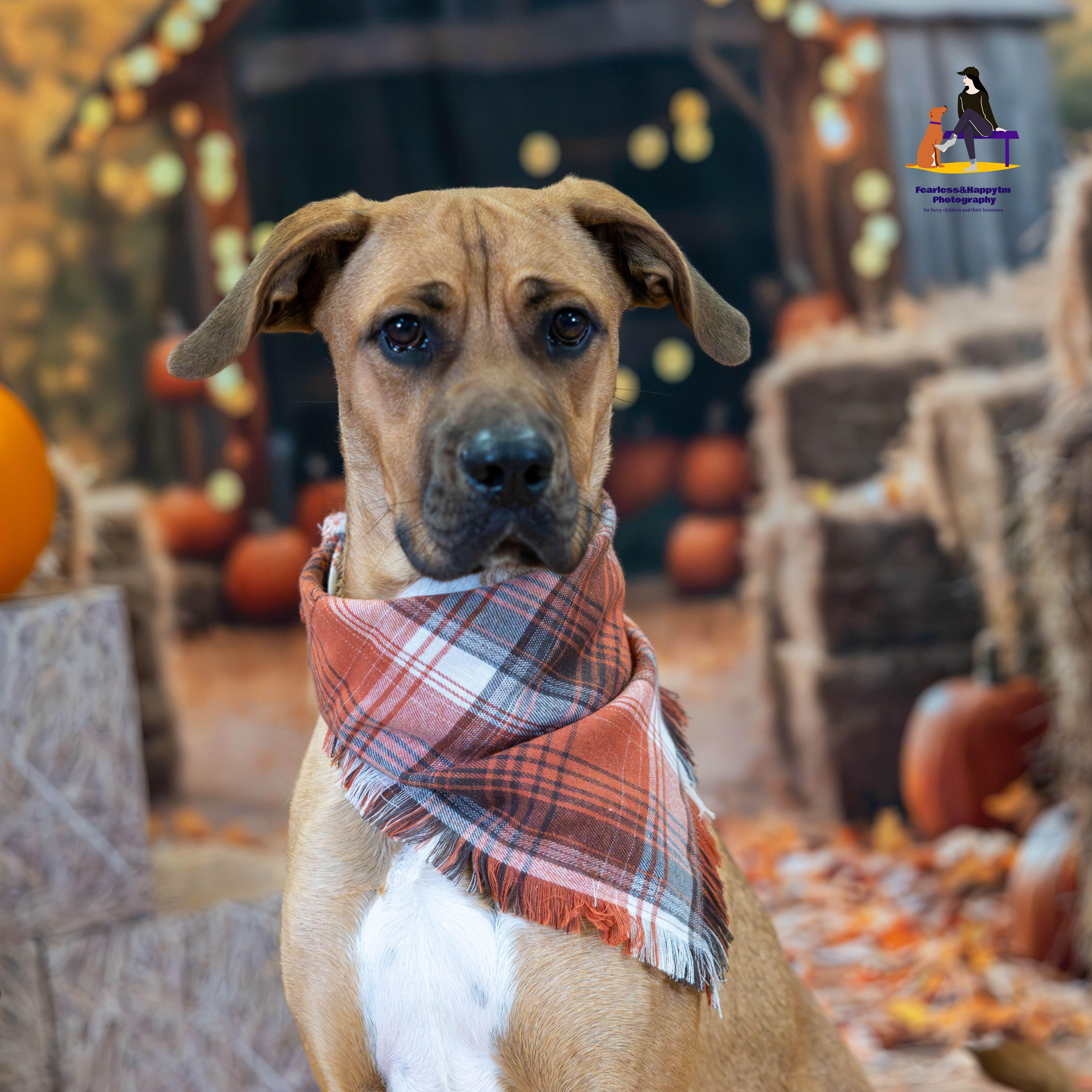 Enlarge Hopper, a Adoptable mixed breed in Hamilton, ON image 3/6
