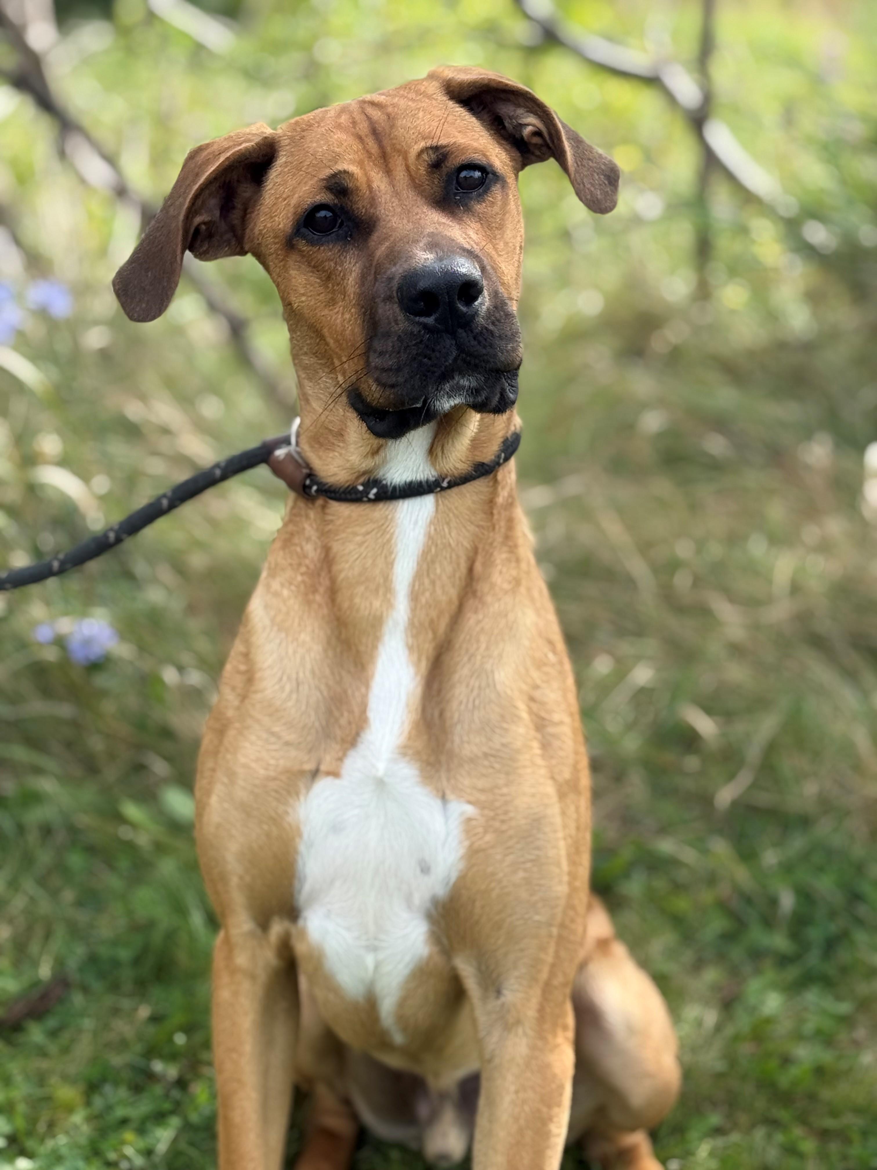 Enlarge Hopper, a Adoptable mixed breed in Hamilton, ON image 3/5