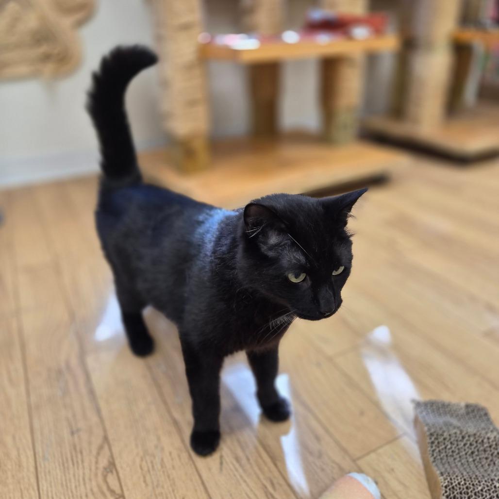 Enlarge Binx, a Adoptable mixed breed in Woodstock, IL image 3/6