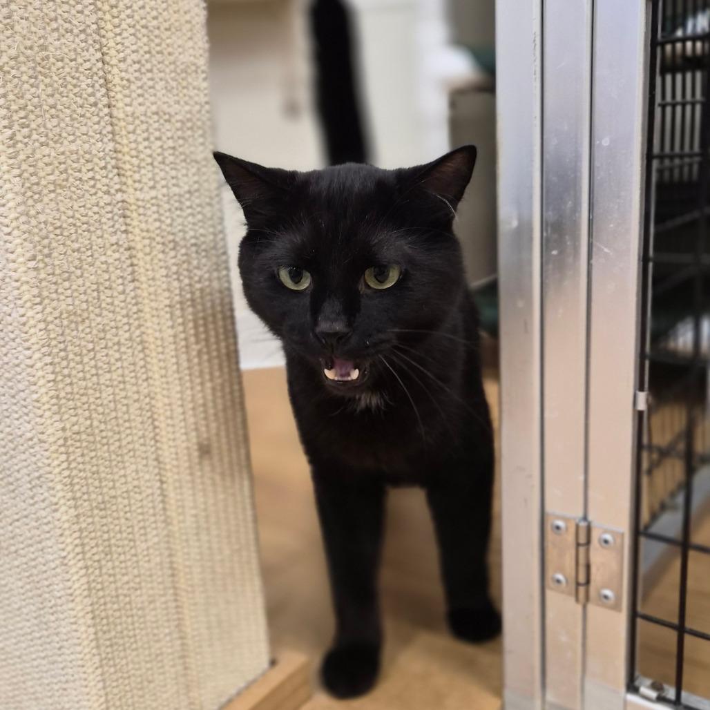Enlarge Binx, a Adoptable mixed breed in Woodstock, IL image 2/6