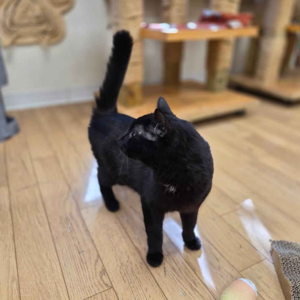 Enlarge Binx, a Adoptable mixed breed in Woodstock, IL image 4/6