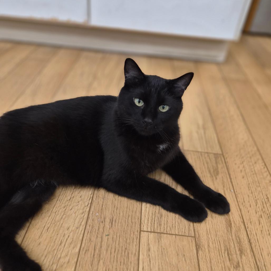 Enlarge Binx, a Adoptable mixed breed in Woodstock, IL image 5/6
