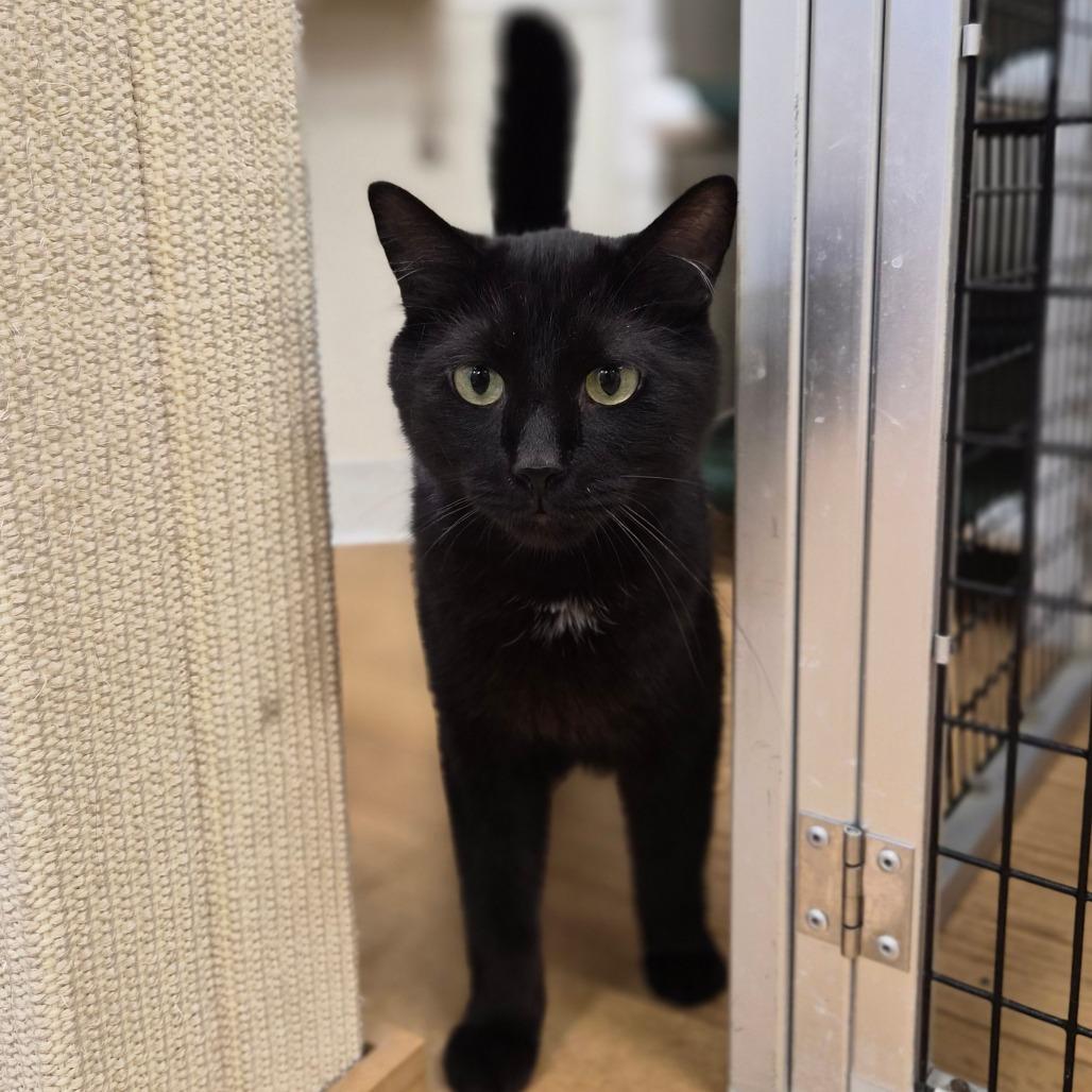 Binx, Adoptable, Adult Male Domestic Short Hair & Domestic Short Hair.