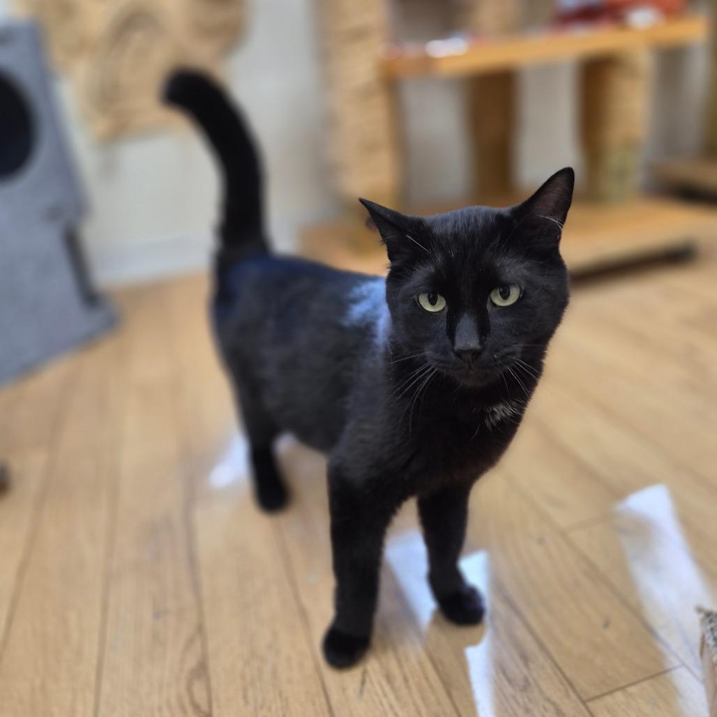 Enlarge Binx, a Adoptable mixed breed in Woodstock, IL image 6/6