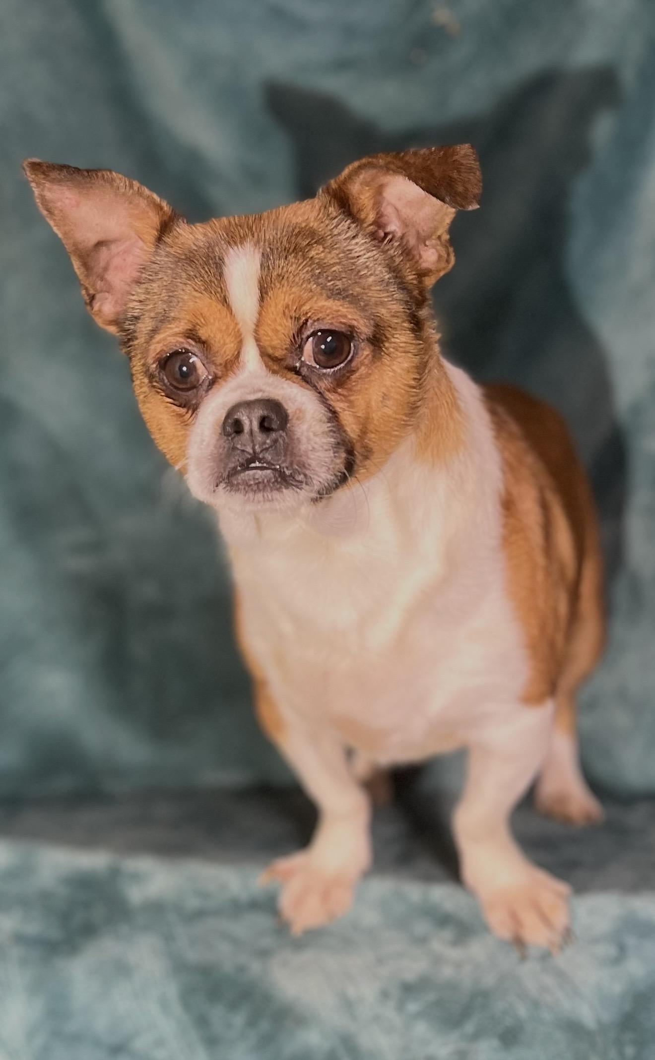 Enlarge Pluto , an adopted mixed breed in Pelham, NH image 6/6