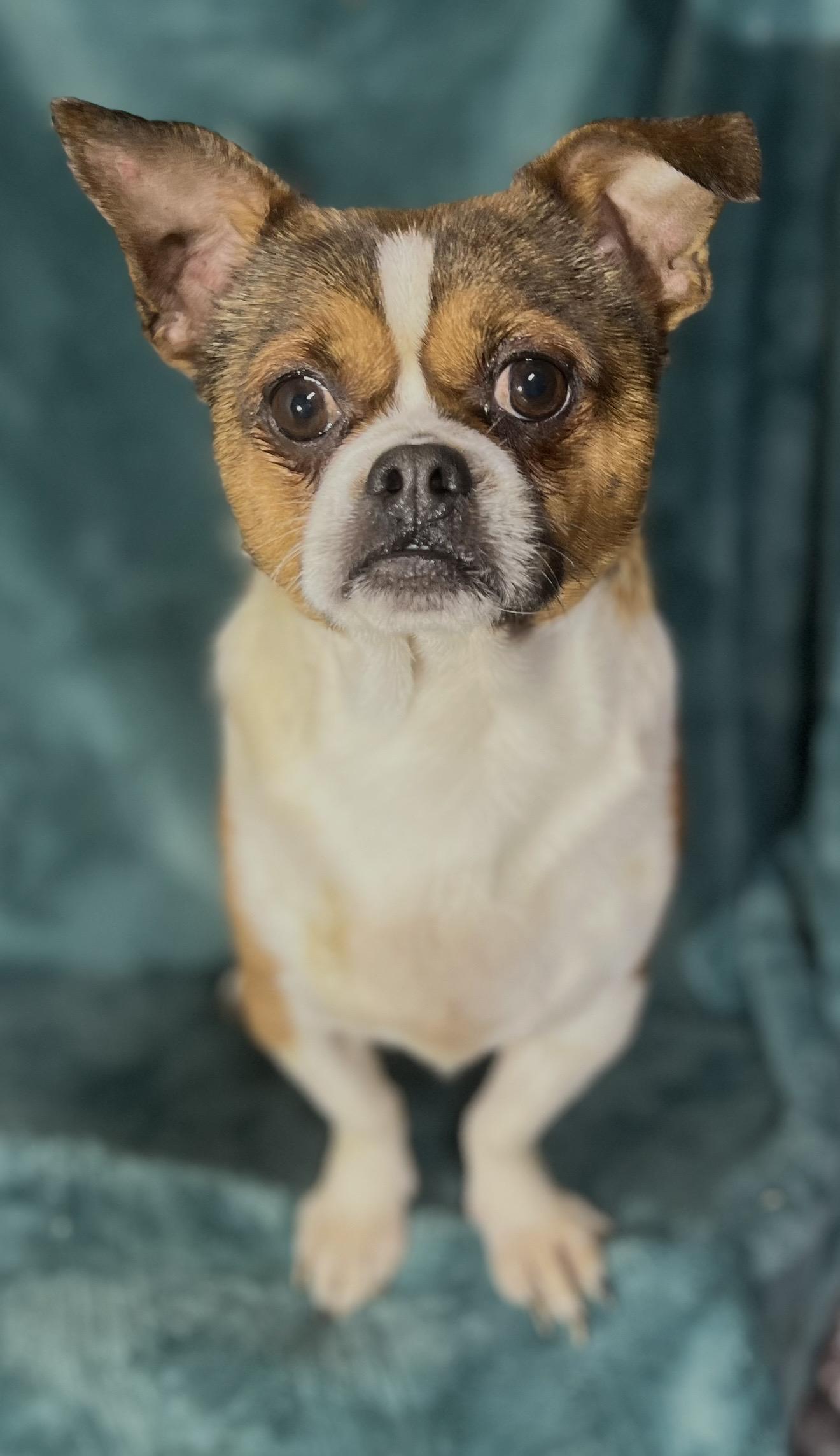 Enlarge Pluto , an adopted mixed breed in Pelham, NH image 5/6