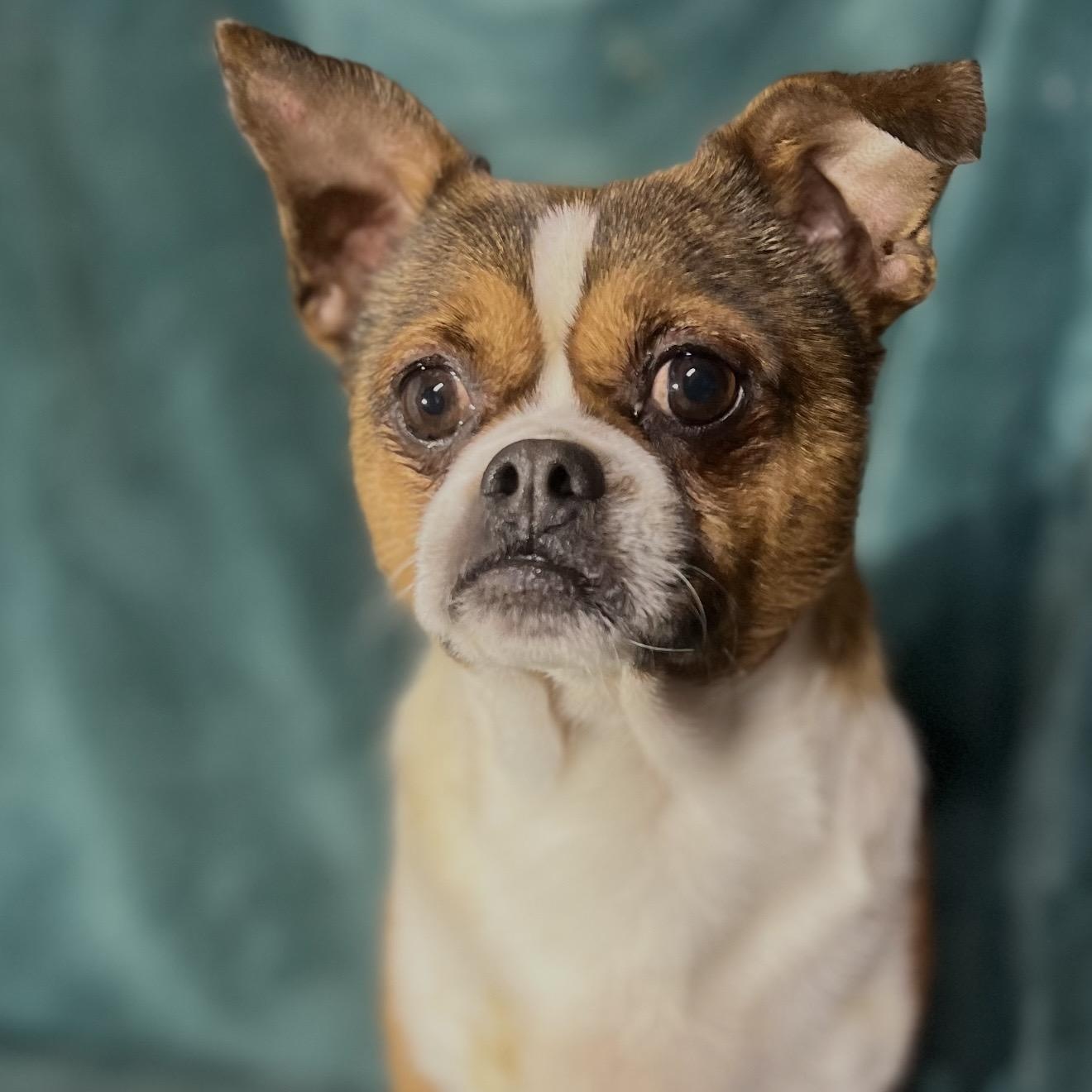 Enlarge Pluto , an adopted mixed breed in Pelham, NH image 4/6