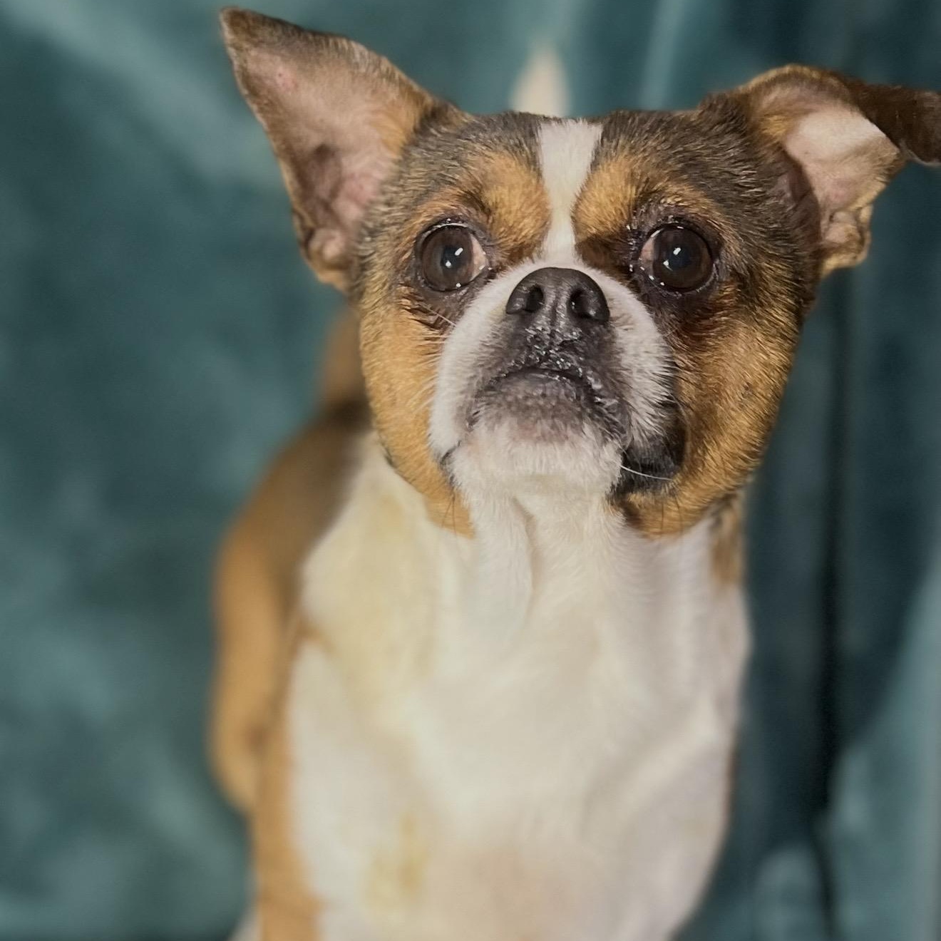 Enlarge Pluto , an adopted mixed breed in Pelham, NH image 2/6