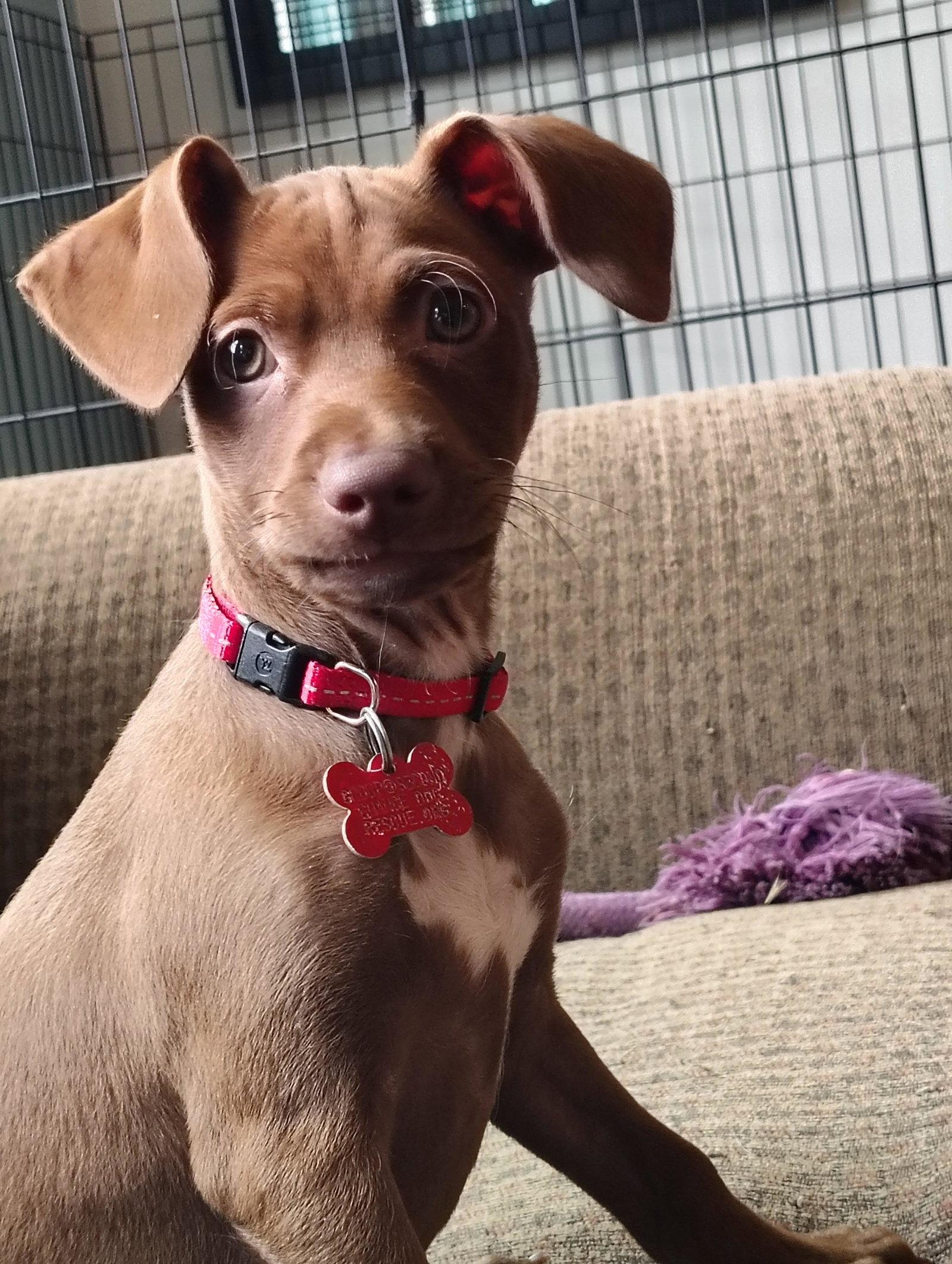 Enlarge Leo, a Adopted Chihuahua in San Diego, CA image 1/3