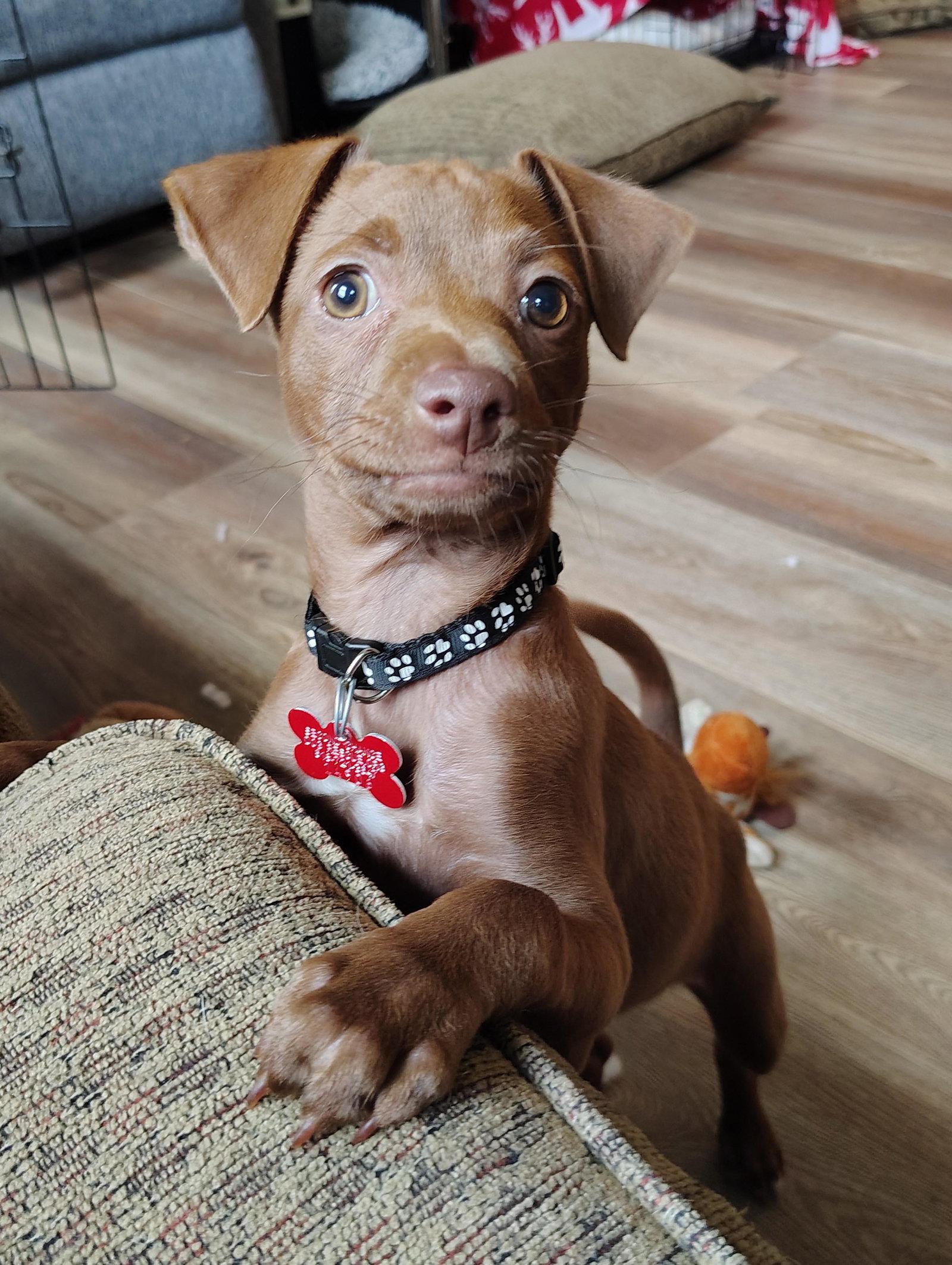 Enlarge Leo, a Adopted Chihuahua in San Diego, CA image 3/3