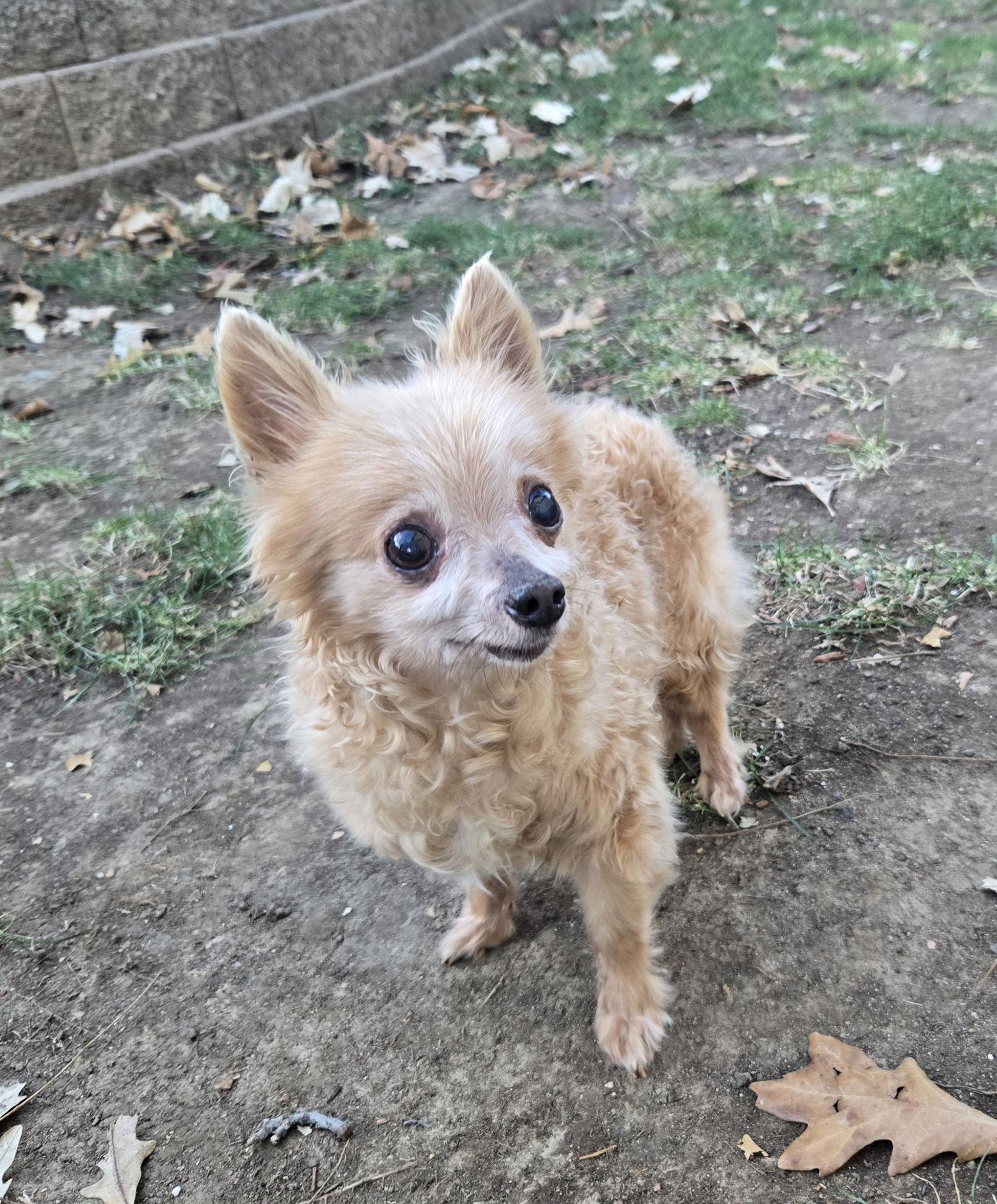 Angelo, a Adoptable Chihuahua in Council Bluffs, IA image 3/3