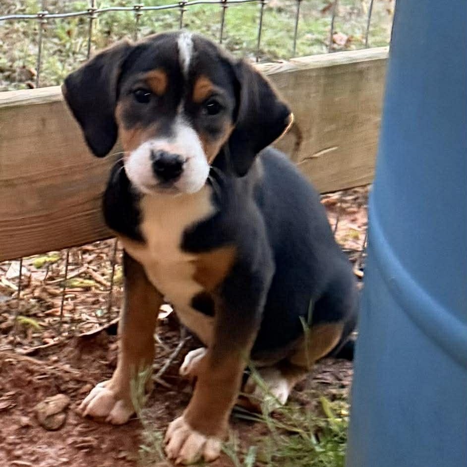 Enlarge Summer, a ADOPTABLE mixed breed in Woolwich, ME image 4/4