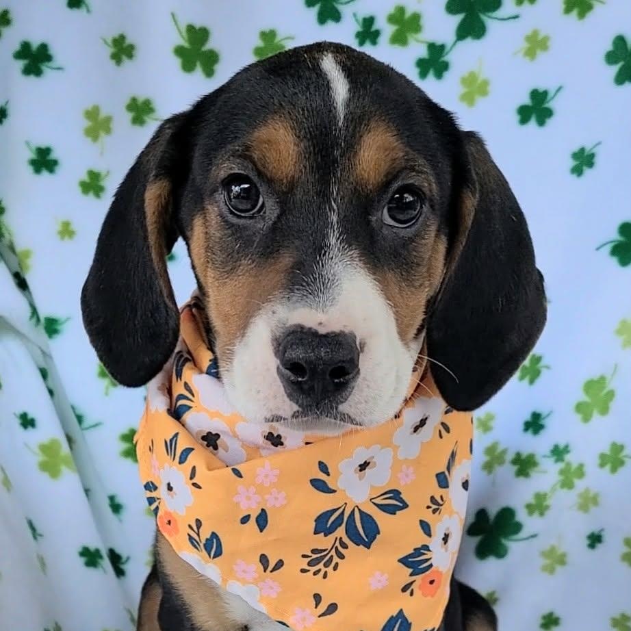 Enlarge Summer, a ADOPTABLE mixed breed in Woolwich, ME image 1/4