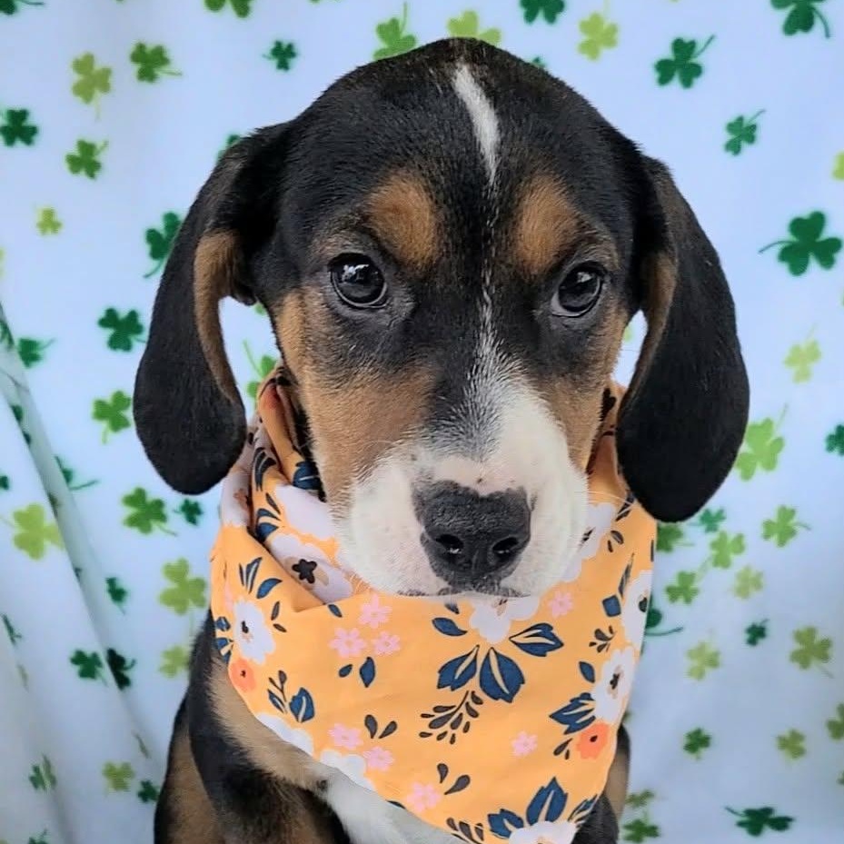 Enlarge Summer, a ADOPTABLE mixed breed in Woolwich, ME image 2/4