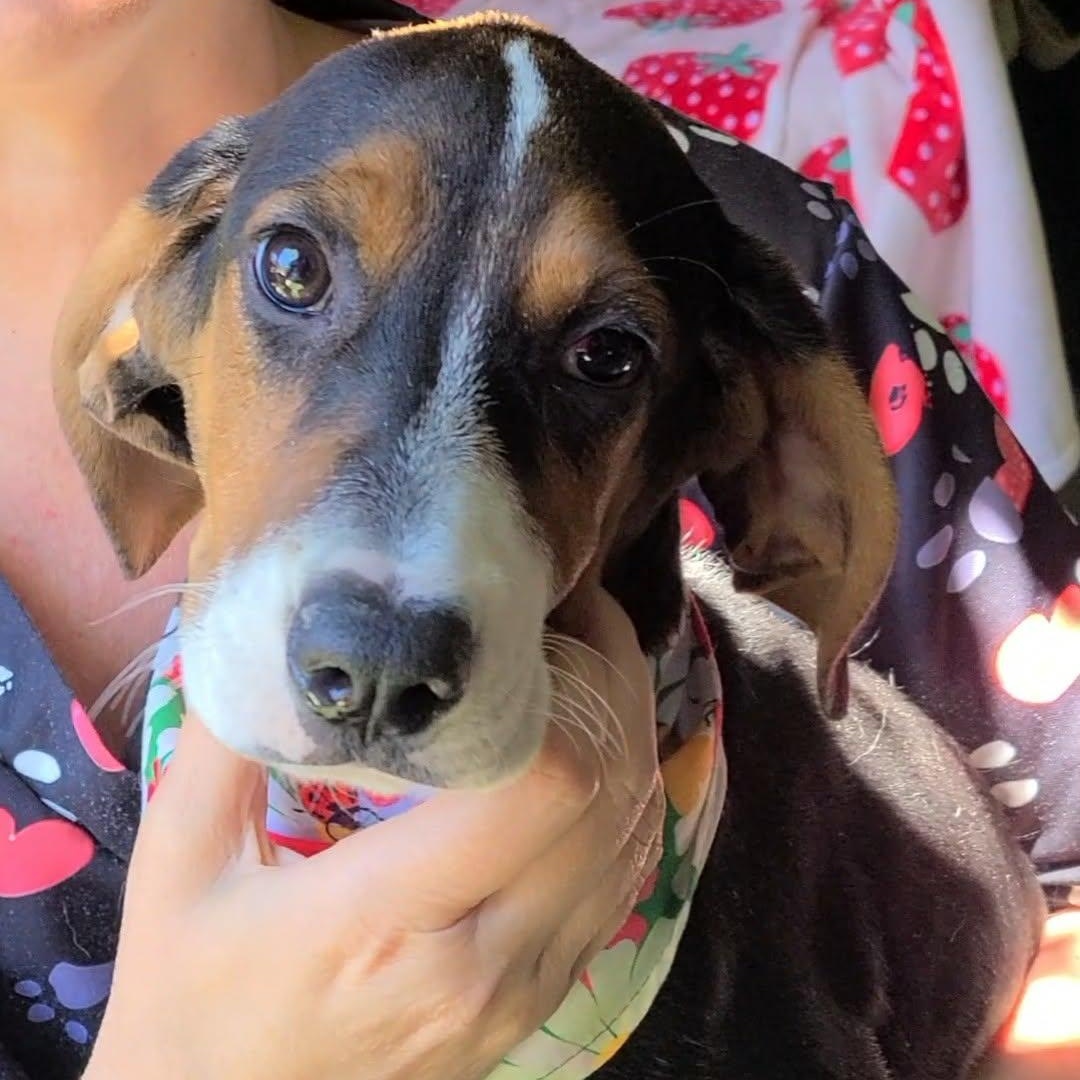 Enlarge Summer, a ADOPTABLE mixed breed in Woolwich, ME image 5/6