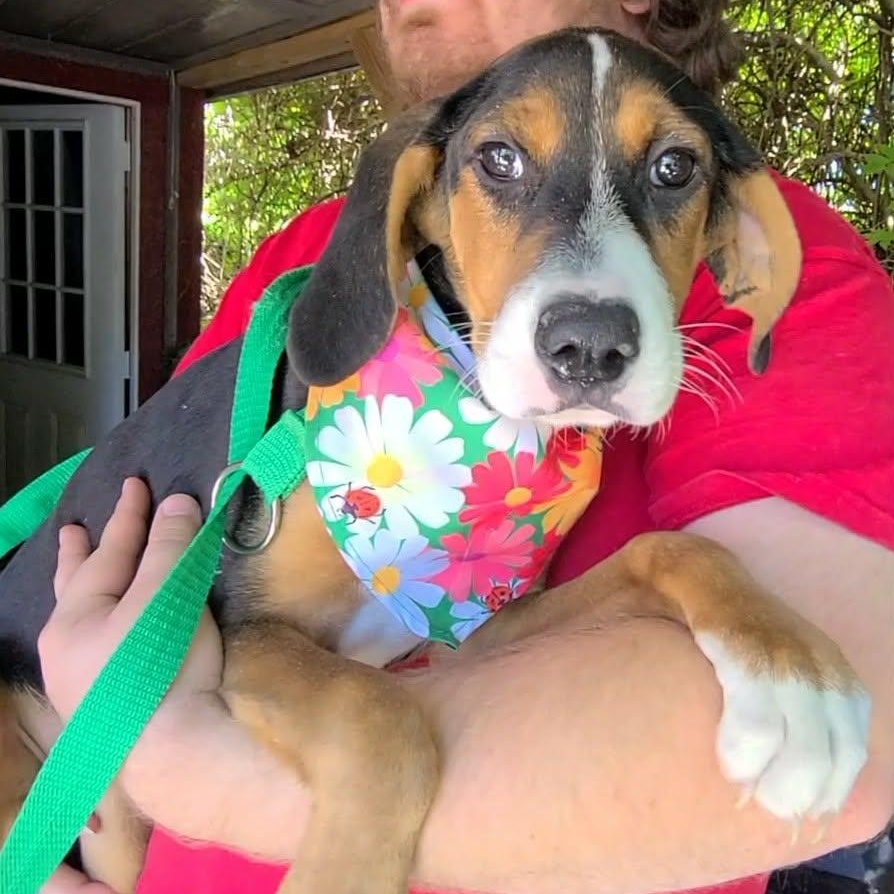 Enlarge Summer, a ADOPTABLE mixed breed in Woolwich, ME image 4/6