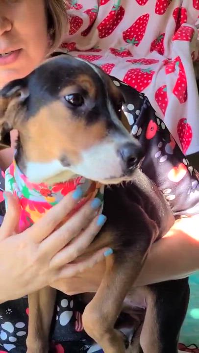 Enlarge Summer, a ADOPTABLE mixed breed in Woolwich, ME video 6/6