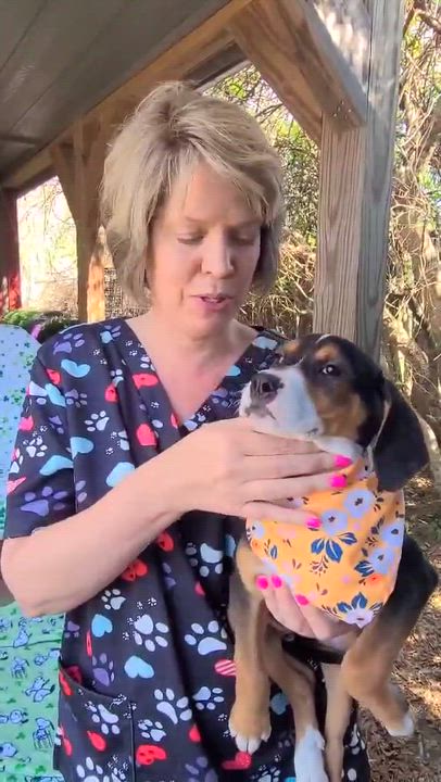 Enlarge Summer, a ADOPTABLE mixed breed in Woolwich, ME video 3/4