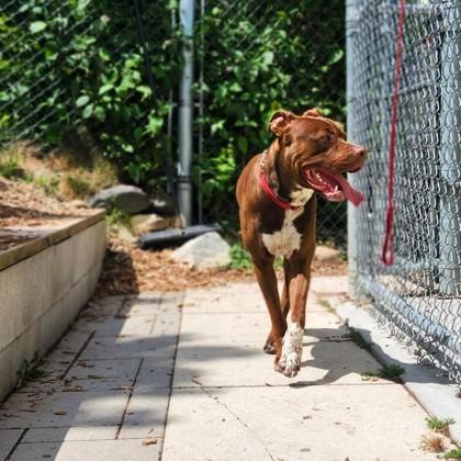 Charlie, an adoptable Mixed Breed in Collingwood, ON, L9Y 0W1 | Photo Image 3