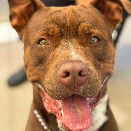 Charlie, an adoptable Mixed Breed in Collingwood, ON, L9Y 0W1 | Photo Image 5