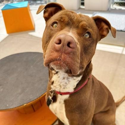 Charlie, an adoptable Mixed Breed in Collingwood, ON, L9Y 0W1 | Photo Image 2