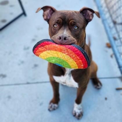 Charlie, an adoptable Mixed Breed in Collingwood, ON, L9Y 0W1 | Photo Image 1