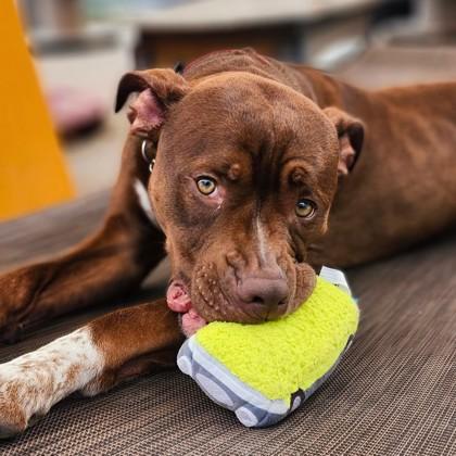Charlie, an adoptable Mixed Breed in Collingwood, ON, L9Y 0W1 | Photo Image 4