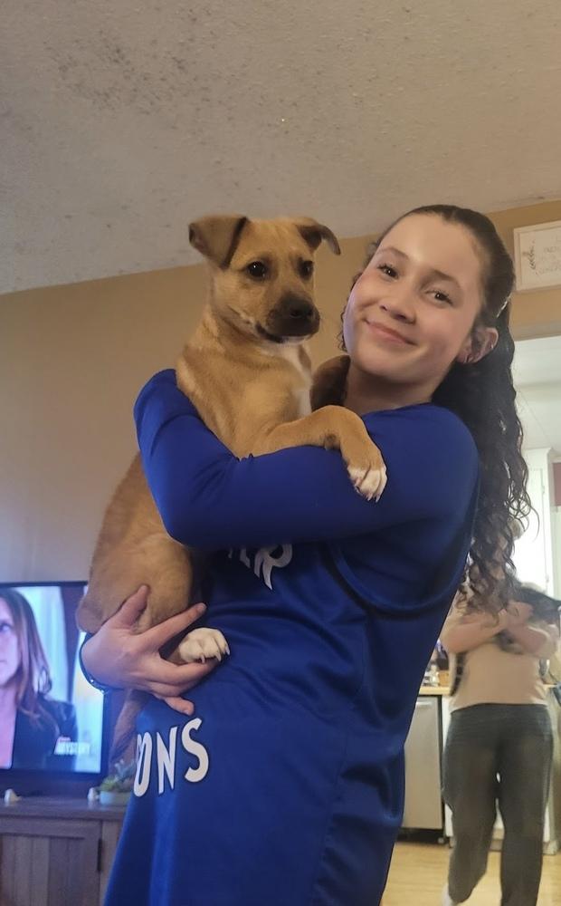 Jerry, Adoptable, Puppy Male Mixed Breed.