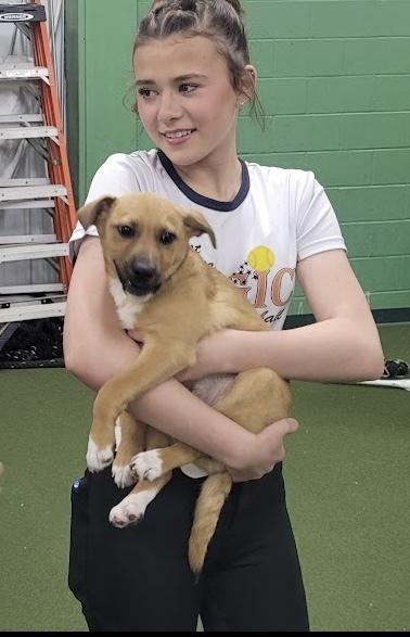 Jerry, a Adoptable mixed breed in Cheektowaga, NY image 2/6