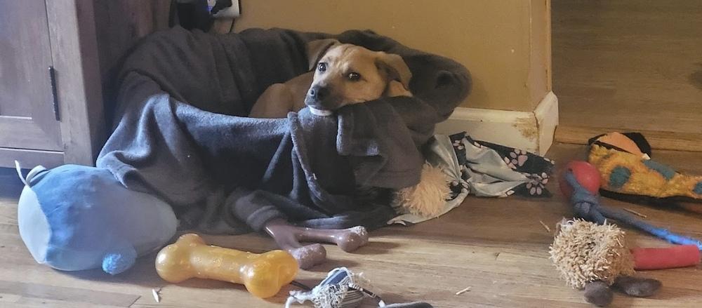 Jerry, a Adoptable mixed breed in Cheektowaga, NY image 3/6
