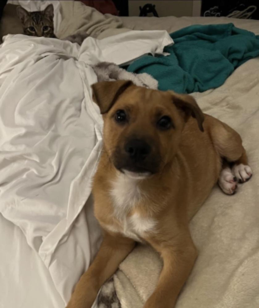 Jerry, a Adoptable mixed breed in Cheektowaga, NY image 4/6