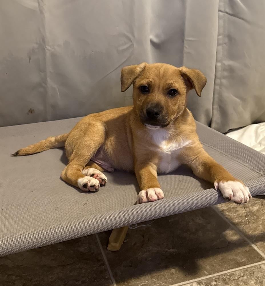 Jerry, a Adoptable mixed breed in Cheektowaga, NY image 5/6