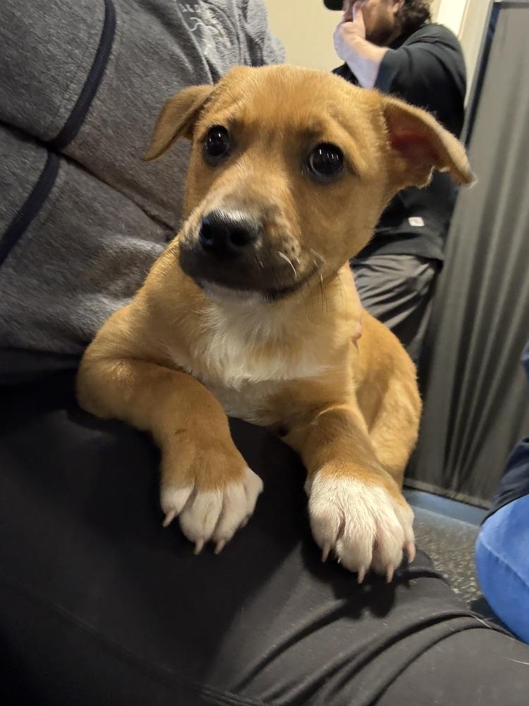 Jerry, a Adoptable mixed breed in Cheektowaga, NY image 6/6