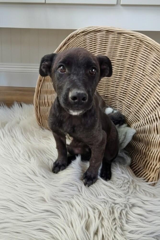 Ben, Adoptable, Puppy Male Labrador Retriever & Mixed Breed.